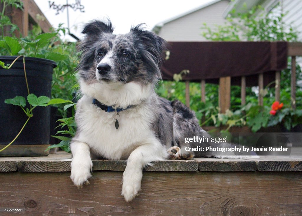 Family dog on the porch