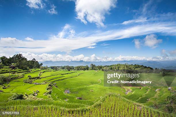 toraja landscape sulawesi - toraja stock pictures, royalty-free photos & images