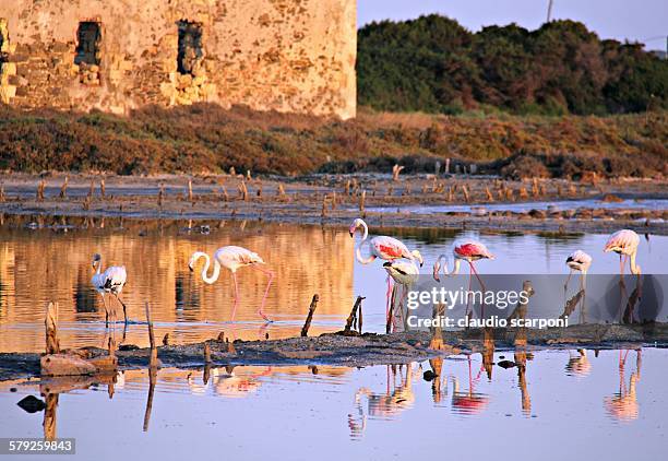 flamingos - alghero stock pictures, royalty-free photos & images