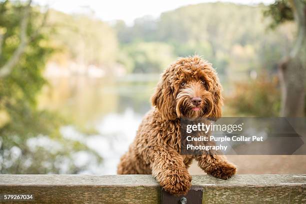 curious labradoodle puppy on park bench - labradoodle stock-fotos und bilder