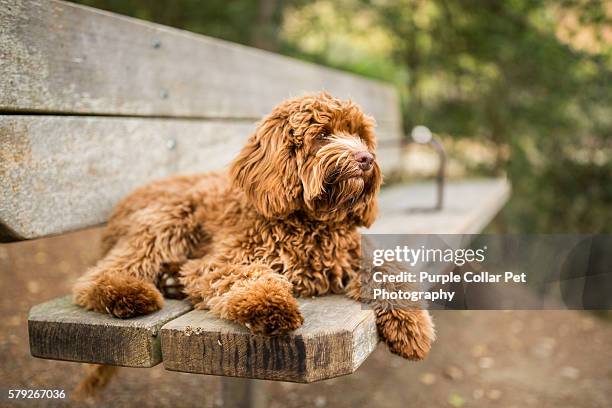 labradoodle puppy relaxing on park bench - labradoodle stock pictures, royalty-free photos & images