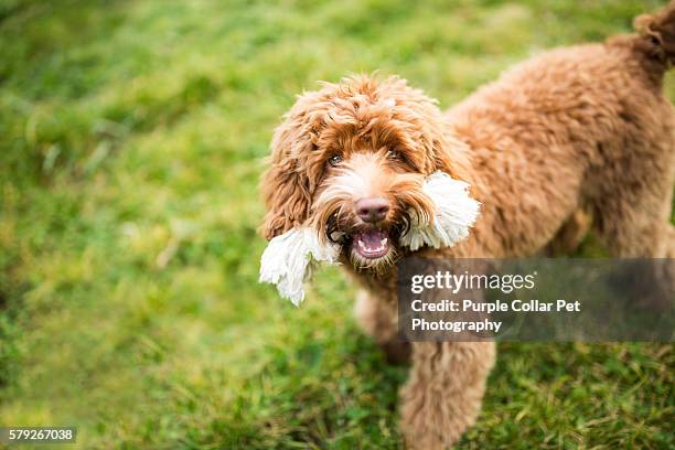 playful labradoodle puppy with toy - labradoodle stock pictures, royalty-free photos & images