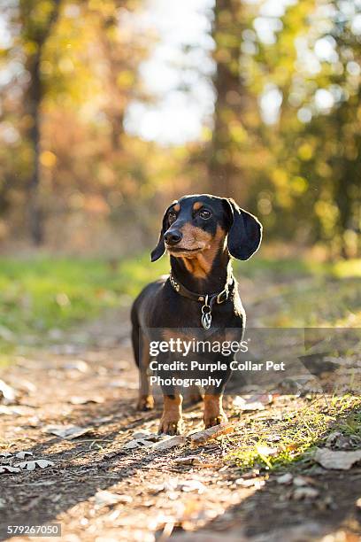 curious dachshund outdoors - dachshund stock pictures, royalty-free photos & images