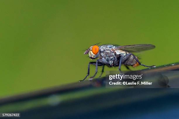 flesh fly - mosca de la carne fotografías e imágenes de stock