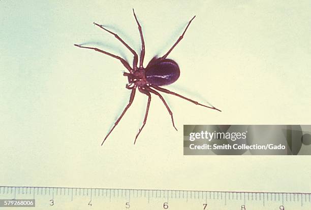 Loxosceles laeta, the Chilean recluse spider of Central South America, 1962. The Chilean recluse, Loxosceles laeta, is the most toxic species of...