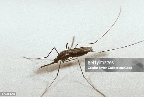 Anopheles quadrimaculatus mosquito, 1962. The Anopheles quadrimaculatus mosquito was the most important vector of malaria in eastern United States,...