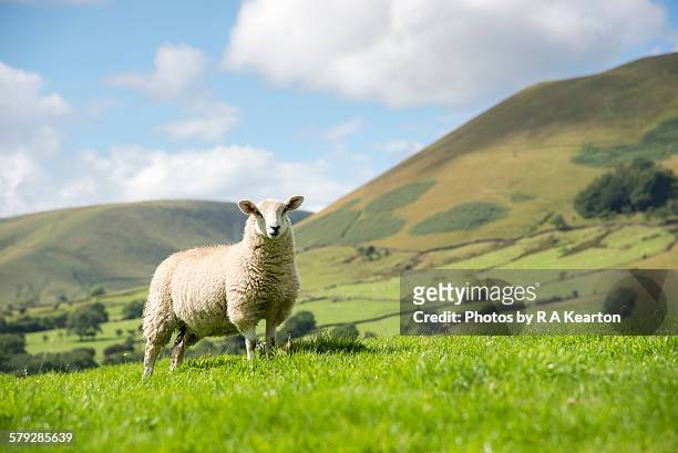 sheep in a sunny summer landscape - agnello animale foto e immagini stock