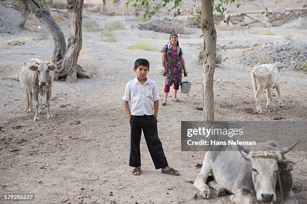 boy with his mother around cows, outdoors - centralasien bildbanksfoton och bilder