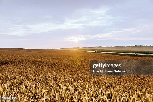 rye field in belarus - rye grain stock-fotos und bilder