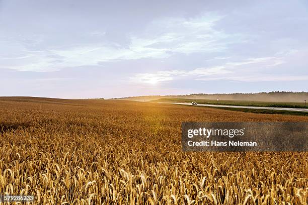 rye field in belarus - rogge graan stockfoto's en -beelden