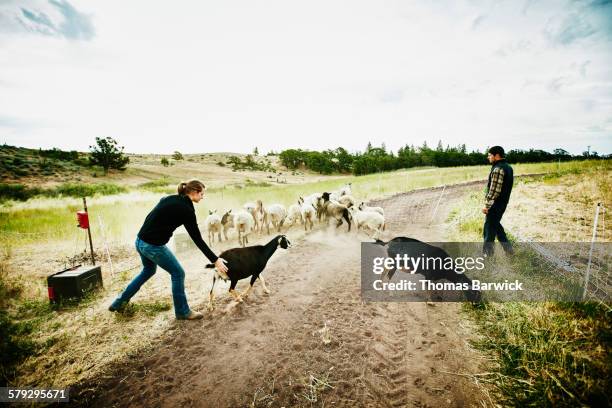 farm owners herding goats and flock of sheep - half man half goat stock-fotos und bilder