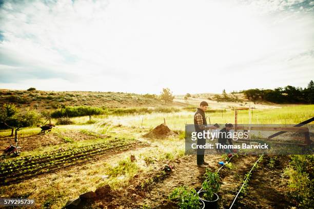 Farm owners planting tomato plants in garden