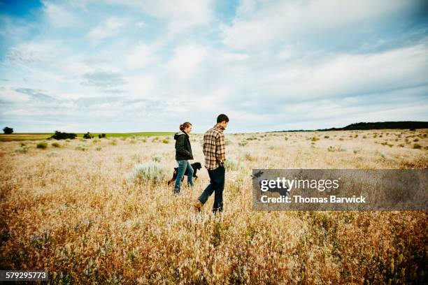 farm owners walking with dogs through field - farmer walking stock pictures, royalty-free photos & images