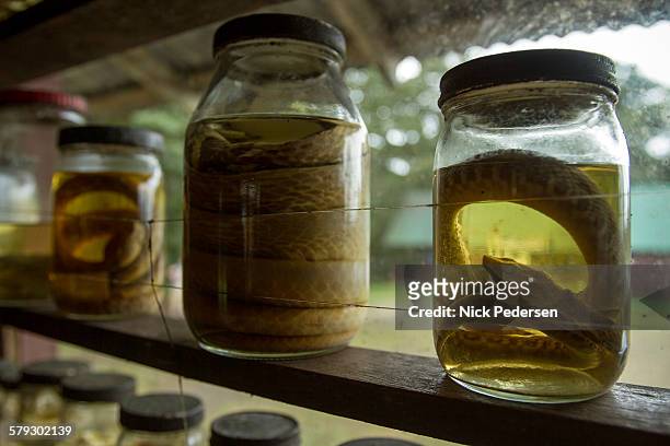 snake specimens in jars - parque nacional volcán tenorio fotografías e imágenes de stock