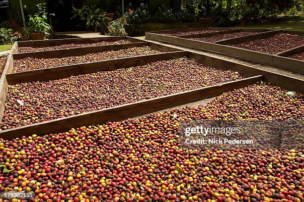 drying coffee beans in costa rica - costa rica coffee stock pictures, royalty-free photos & images