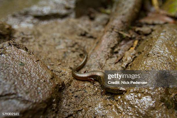 salamander in costa rica - parque nacional volcán tenorio fotografías e imágenes de stock