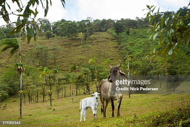 cattle at a costa rican farm - parque nacional volcán tenorio fotografías e imágenes de stock