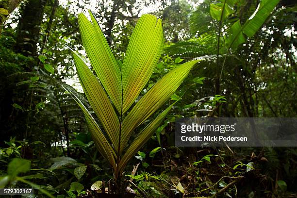 plant leaf in costa rican jungle - parque nacional volcán tenorio fotografías e imágenes de stock