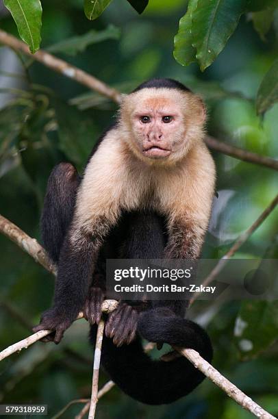 white-throated capuchin monkey (cebus capucinus) - white throated capuchin monkey stock-fotos und bilder