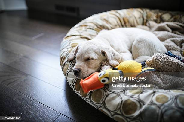 sleeping puppy - dog's toy stockfoto's en -beelden