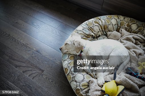 Sleeping Puppy Sleeping Puppy