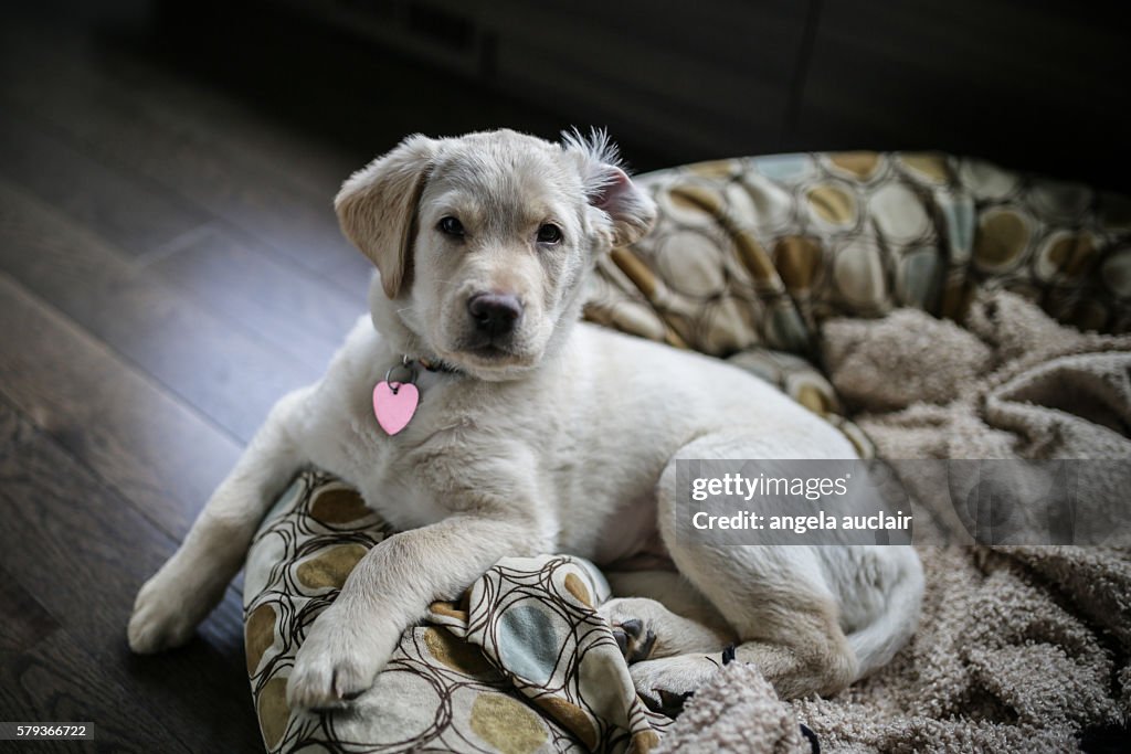 Sleeping Puppy