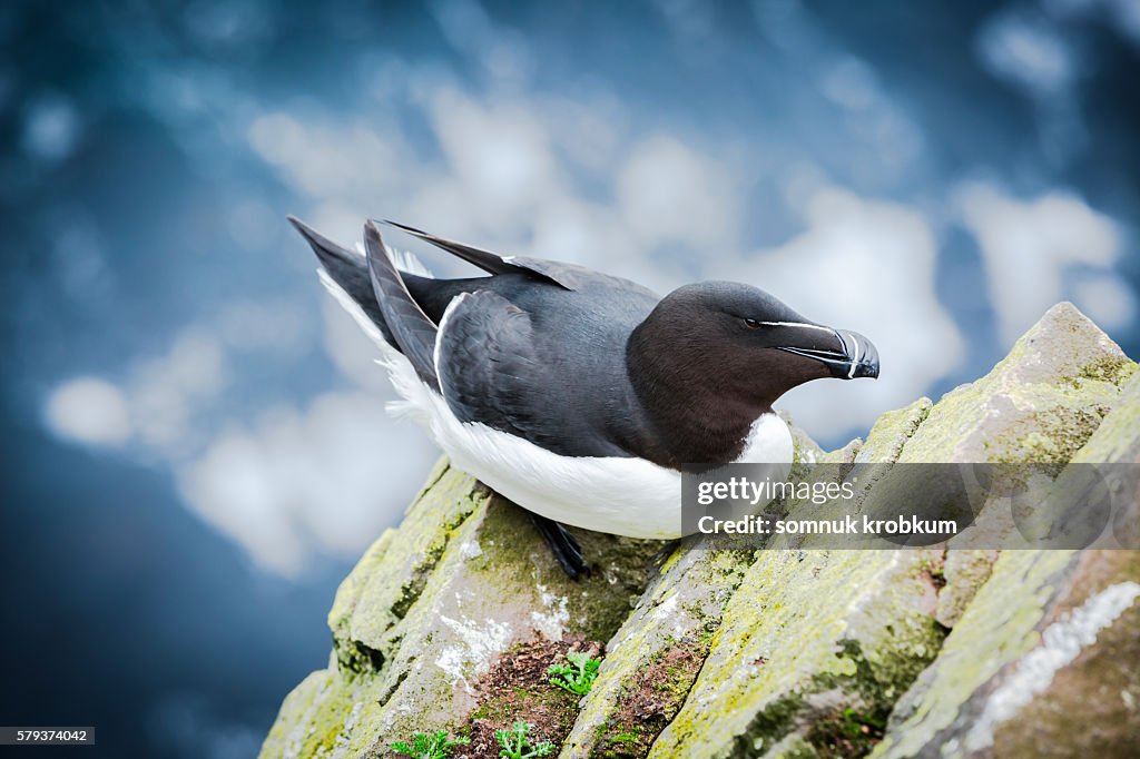 A Razorbill standing on grassy cliff edge;Iceland.