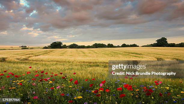 wildflowers - germany denmark imagens e fotografias de stock