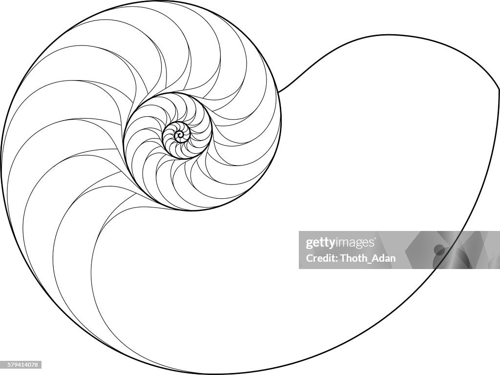 Nautilus (Logarithmic spiral drawing)