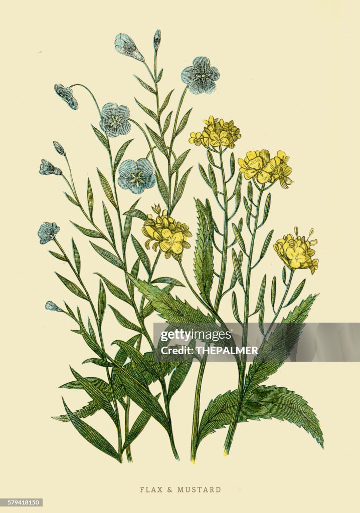 Flax and Mustard illustration 1851