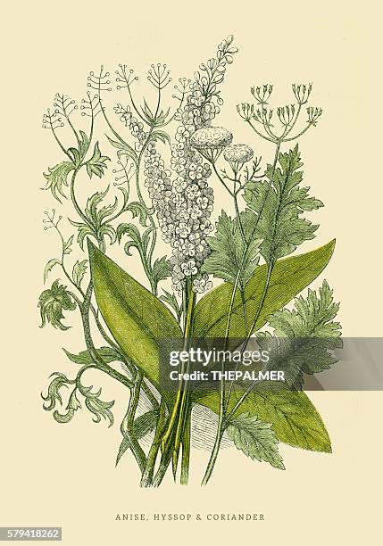 coriander and anise illustration 1851 - anise plant stock illustrations