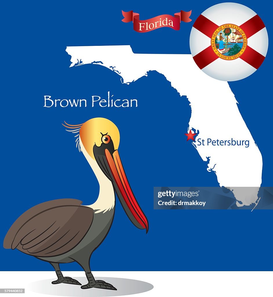 Florida Brown Pelican