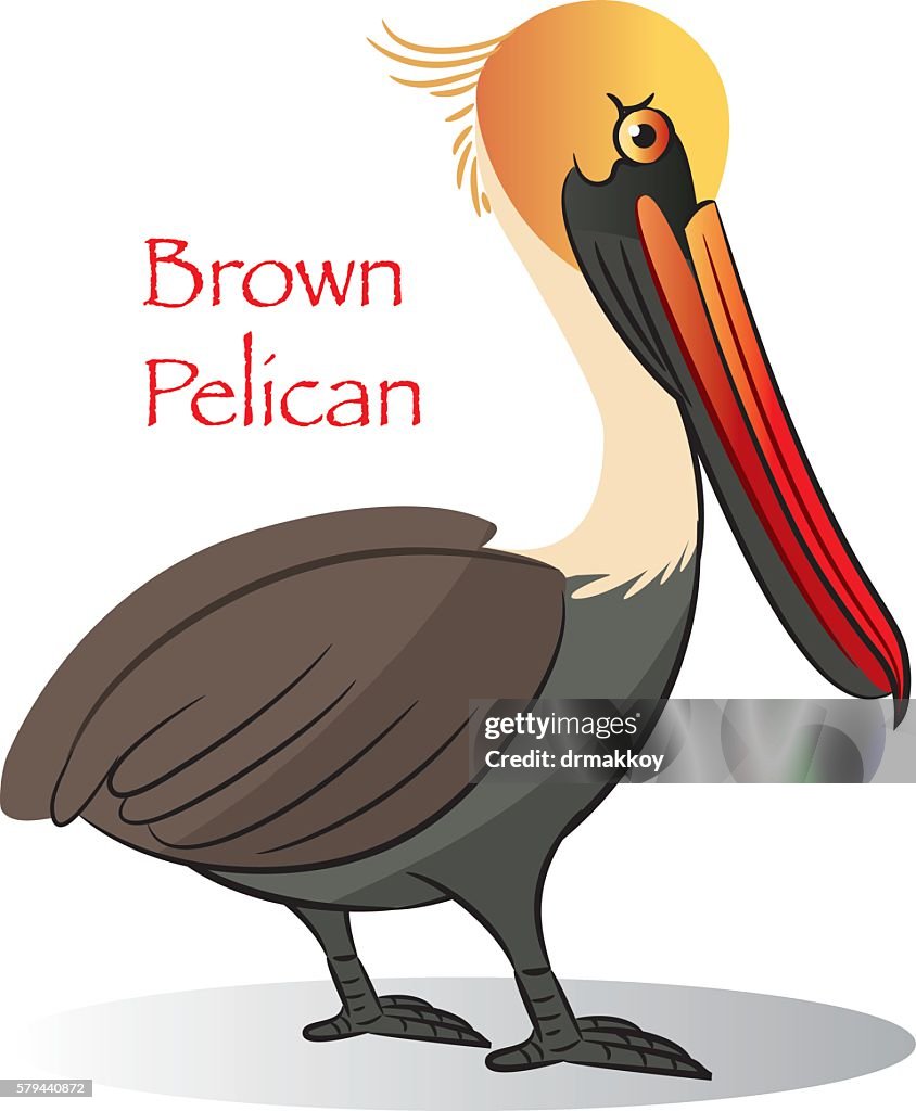 Brown Pelican