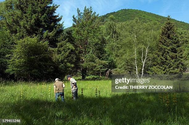 Director and Curator of the herbarium of the university of Clermont Ferrand Gilles Thebaud and the doctorate student Camille Roux examine plants in a...