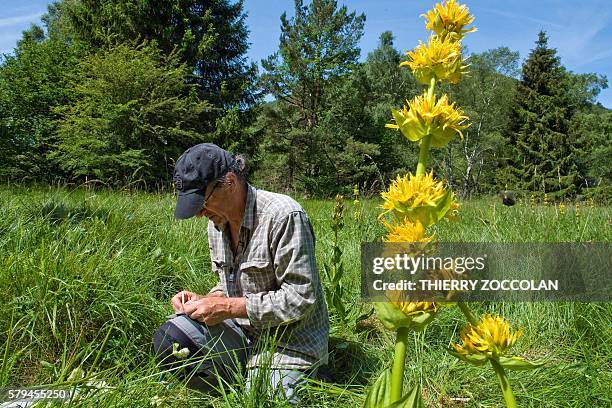 Director and Curator of the herbarium university of Clermont Ferrand Gilles Thebaud examines plants in a pasture in Mazaye, central France, on July...