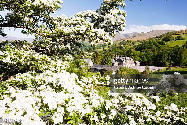 the old grammer school in ambleside seen through hawthorn blossom with fairfield in the background. - ambleside stock pictures, royalty-free photos & images