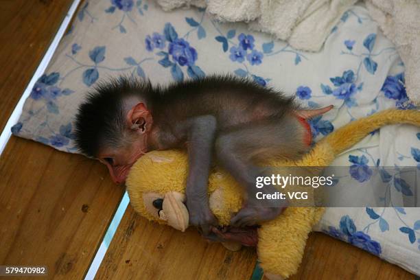 Little male mandrill plays with his monkey toy at Yageer Zoo on August 19, 2011 in Ningbo, Zhejiang Province of China. The mandrill was born on...