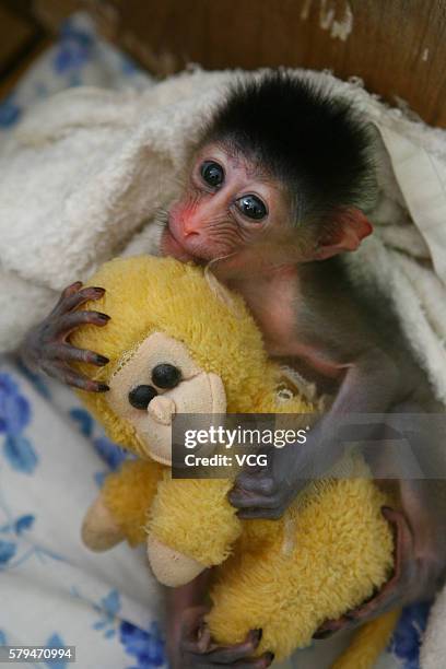 Little male mandrill plays with his monkey toy at Yageer Zoo on August 19, 2011 in Ningbo, Zhejiang Province of China. The mandrill was born on...