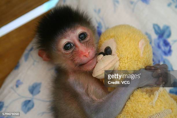 Little male mandrill plays with his monkey toy at Yageer Zoo on August 19, 2011 in Ningbo, Zhejiang Province of China. The mandrill was born on...