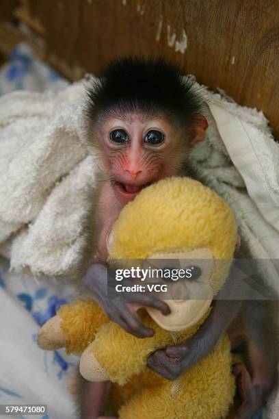 Little male mandrill plays with his monkey toy at Yageer Zoo on August 19, 2011 in Ningbo, Zhejiang Province of China. The mandrill was born on...