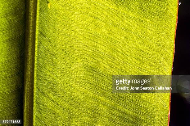 banana leaf - padrão de folhas de banana imagens e fotografias de stock