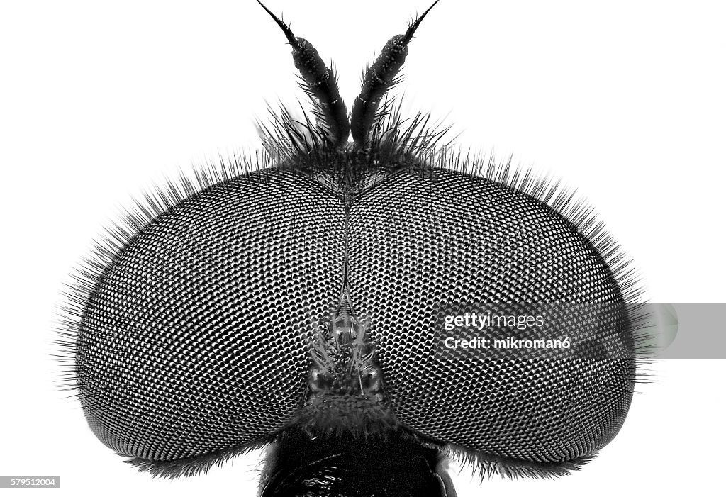 Haematopota pluvialis, the Common Horse Fly close-up