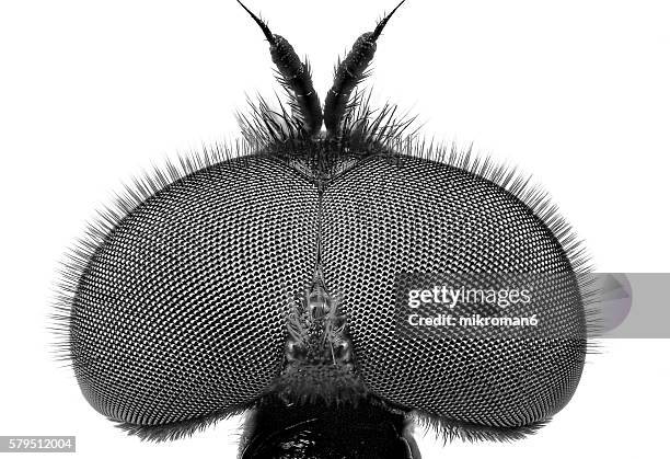 haematopota pluvialis, the common horse fly close-up - facettenauge stock-fotos und bilder