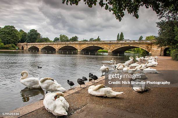 swans in the serpentine lake, hyde park, london - hyde park london fotografías e imágenes de stock