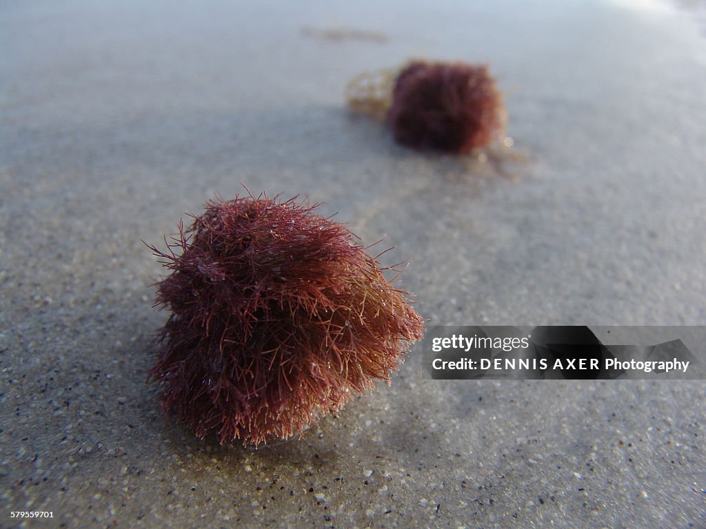 Sea weed balls on the beach