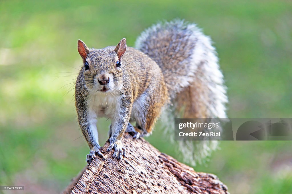 Grey Squirrel close up facing camera - Sciurus carolinensis