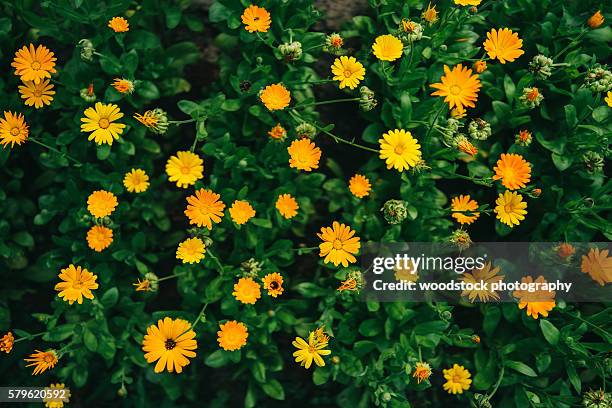 marigold flowers - calendula stock-fotos und bilder