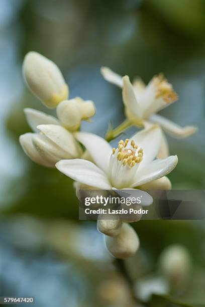 orange tree flowers - オレンジの木 ストックフォトと画像