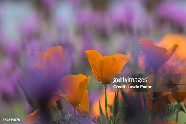 california poppy flowers - california golden poppy stock pictures, royalty-free photos & images