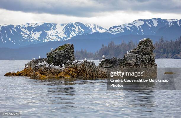 seagulls and black footed kittiwake's on a rocky island in alaska - homer alaska stockfoto's en -beelden